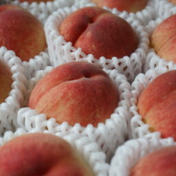 桃の寝床　/　Peach season　
