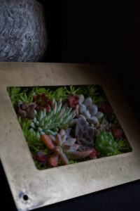 お洒落な多肉植物　　　　　　　　　　　　　　　　　　　　　　　　　　　　　　　　　　　　　　　　　　　　　　　　　　　　　　　　　　　　　　　　　　　　　　　　　　　　　　　　　　　　　　　　　　　　　　　　　　　　　　　　　　　　　　　　　　　　　　　　　　　　　　　　　　　　　　　　　　　　　　　　　　　　　　　　　　　　　　　　　　　　　　　　　　　　　　　　　　　　　　　　　　　　　　　　　　　　　　　　　　　　　　　　　　　　　　　　　　　　　　　　　　　　　　　　　　　　　　　　　　　　　　　　　　　　　　　　　　　　　　　　　　　　　　　　　　　　　　　　　　　　　　　　　　　　　　　　　　　　　　　　　　　　　　　　　　　　　　　　　　　　　　　　　　　　　　　　　　　　　　　　　　　　　　　　　　　　　　　　　　　　　　　　　　　　　　　　　　　　　　　　　　　　　　　　　　　　　　　　　　　　　　　　　　　　　　　　　　　　　　　　　　　　　　　　　　　　　　　　　　　　　　　　　　　　　　　　　　　　　　　　　　　　　　　　　　　　　　　　　　　　　　　　　　　　　　　　　　　　　　　　　　　　　　　　　　　　　　　　　　　　　　　　　　　　　　　　　　　　　　　　　　　　　　　　　　　　　　　　　　　　　　　　　　　　　　　　　　　　　　　　　　　　　　　　　　　　　　　　　　　　　　